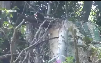 Quảng Ngãi: Phá rừng phòng hộ để mở đường