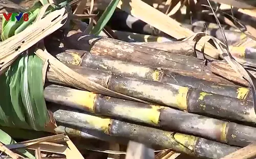 Bảo hiểm cho cây mía