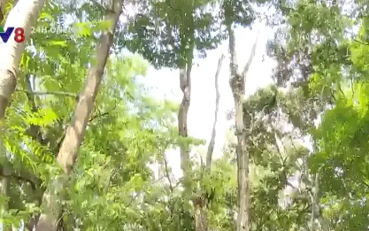 Kon Tum: Vướng mắc trong việc xử lý gỗ Trắc bị chết trong rừng đặc dụng