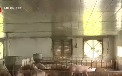 Liên tiếp ghi nhận các trường hợp mắc bệnh liên cầu lợn