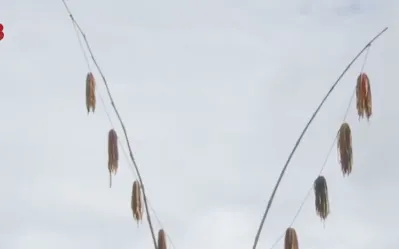 Quảng Nam khai mạc ngày hội văn hóa Bhnong