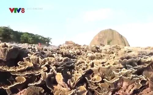 Phú Yên quy định về quản lý, bản vệ rạn san hô Hòn Yến