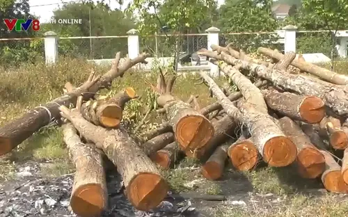 Người dân bức xúc vì hàng sao đen bị đốn giữa mùa nắng