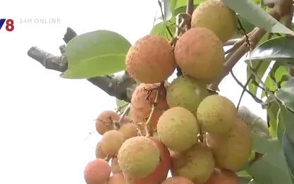 Mùa vải ở Tây Nguyên