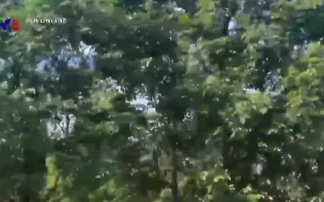 Người dân Quảng Nam bất bình với đề án chặt hạ cây lâu năm trồng mai vàng