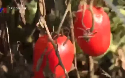 Nông dân Đà Nẵng có nguy cơ phải dừng sản xuất do nước nhiễm mặn