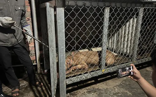 Nhiều vụ Pitbull cắn người tử vong: Sẽ có Thông tư về quản lý chó, mèo