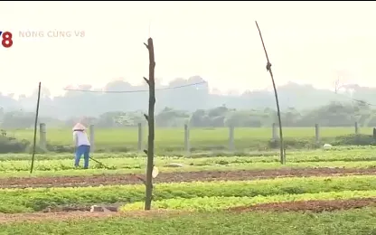 Nông dân Thừa Thiên Huế ra đồng sớm để tránh nắng nóng