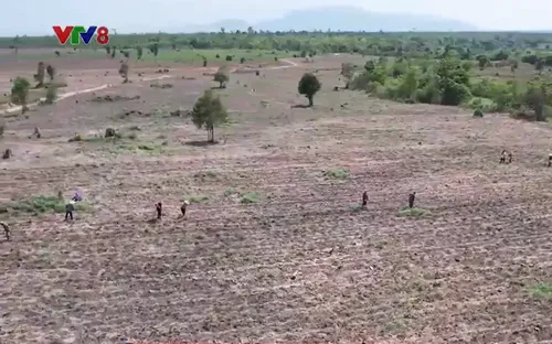 Cần sớm giải quyết vụ việc người dân bị san ủi đất, chặt phá cây trồng