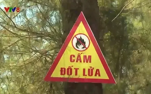 Quảng Ngãi: Tăng cường phòng chống cháy rừng ven biển