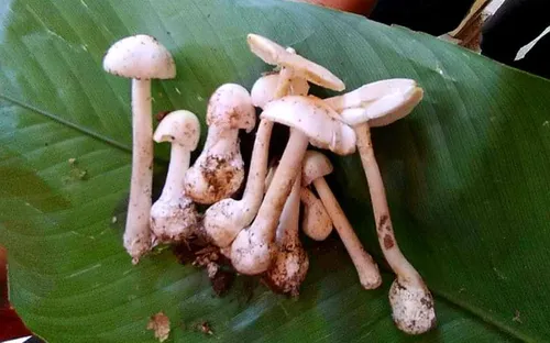 Đắk Lắk cảnh báo tình trạng ngộ độc do ăn phải nấm độc