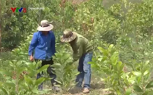 Nan giải bài toán tăng tỷ lệ che phủ rừng tại Đắk Lắk