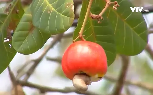 Người trồng điều điêu đứng vì mất mùa, mất giá