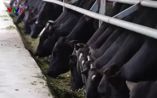 Giá gia súc thấp, người chăn nuôi thua lỗ