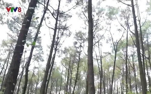 Cảnh báo cháy rừng do nắng nóng kéo dài