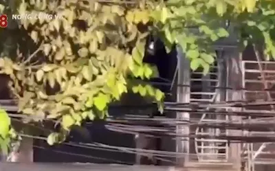 Quảng Nam: Cháy nhà lúc rạng sáng khiến 02 người tử vong