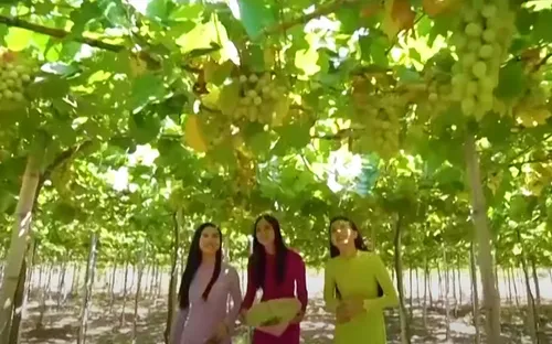 Ninh Thuận sẵn sàng cho Lễ hội Nho - Vang 2023