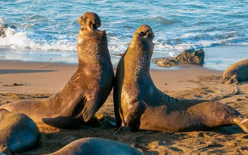 “Bí ẩn” hải cẩu chỉ ngủ 2h mỗi ngày mà vẫn khỏe mạnh