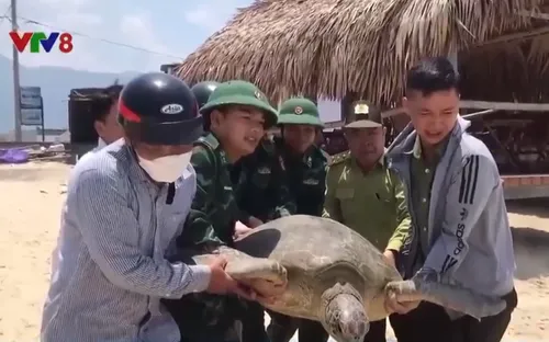 Thả cá thể Vích nặng hơn 100kg về môi trường tự nhiên