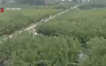 Chuyện cây dừa nước làm du lịch ở Hội An