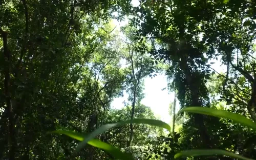 Quảng Ngãi: Người dân bảo vệ rừng bằng hương ước của làng