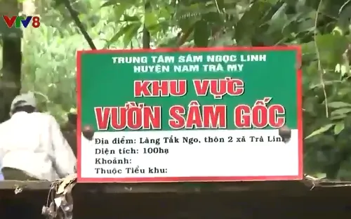 Vườn sâm Chi bộ