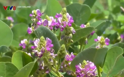 Phát triển cây dược liệu trên đất lâm nghiệp