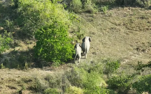 Sẽ có tour du lịch xem voi rừng tại Vườn Quốc gia Cát Tiên?