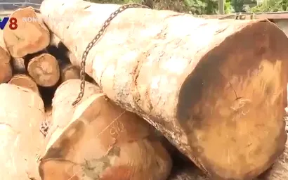 Gia Lai khởi tố 2 đối tượng vận chuyển trái phép hàng chục mét khối gỗ