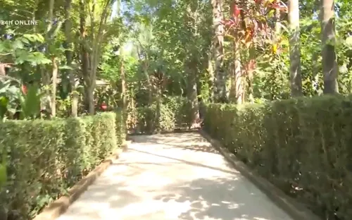 Giữ gìn những hàng chè tàu xanh mát