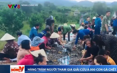 Người dân chung tay giải cứu 8.000 con gà chết ngạt