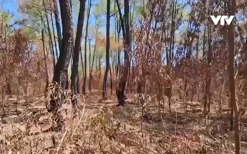 Quảng Trị cần có giải pháp phòng chống cháy rừng cao điểm nắng nóng