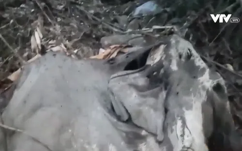 Hà Tĩnh: Phát hiện cá thể voi chết trong rừng