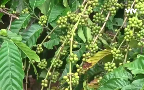 Hiệu quả mô hình vườn cà phê cộng đồng