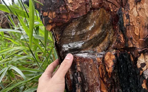 Rừng thông ở Lâm Đồng tiếp tục bị bức hại