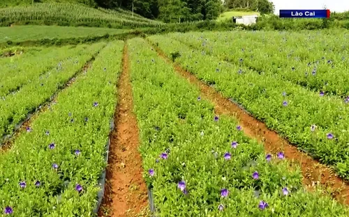 Phát triển vùng dược liệu bền vững