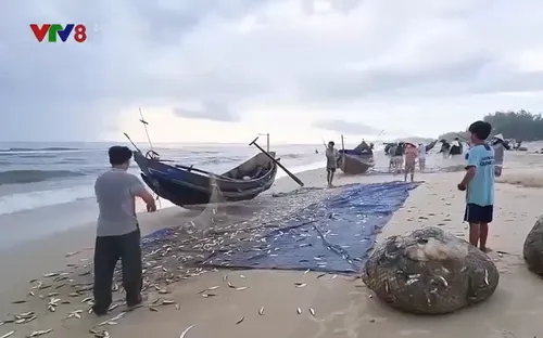 Ngư dân vùng biển bãi ngang được mùa biển