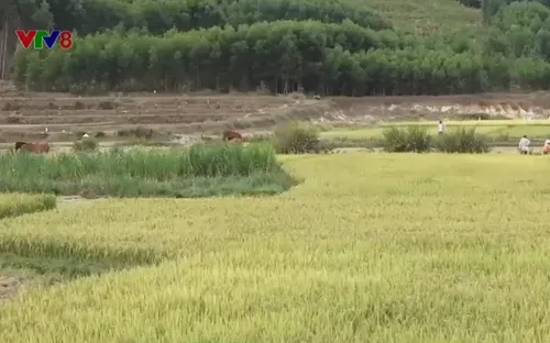 Quảng Ngãi: Thời tiết khô hạn ảnh hưởng vụ Hè Thu