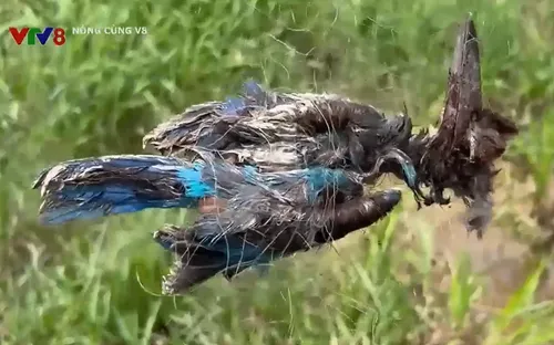 Cảnh báo nạn săn bẫy, tận diệt chim yến