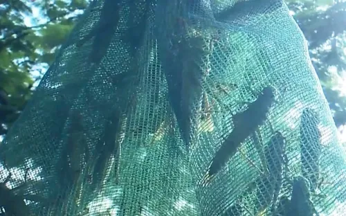 Rủi ro thu mua côn trùng giá cao