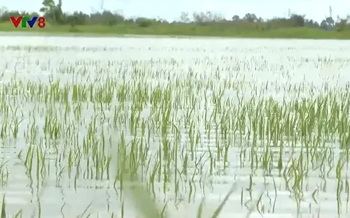 Mưa lớn ảnh hưởng đến một số khu vực tại Lâm Đồng và Đắk Lắk