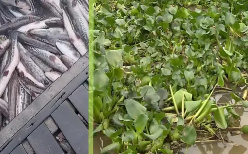 Cá chết nghi do xịt thuốc diệt lục bình