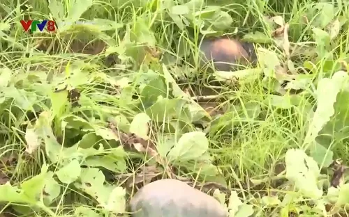 Gia Lai: Nhiều hộ trồng dưa điêu đứng do ngập úng