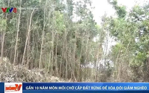 Gần 10 năm mòn mỏi chờ cấp đất rừng để xóa đói giảm nghèo