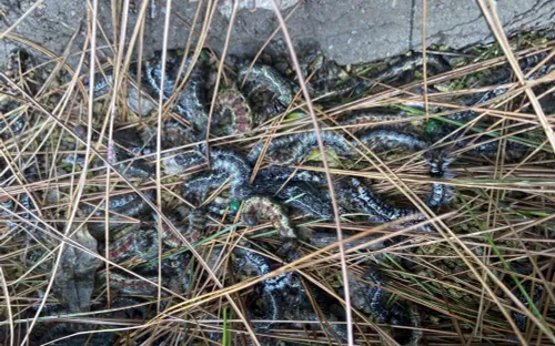 Sâu róm phá hoại hàng nghìn ha rừng thông ở Hà Tĩnh