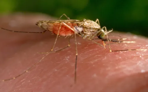 Khánh Hòa: Tăng cường giám sát dịch tễ, điều tra ổ bệnh sốt rét