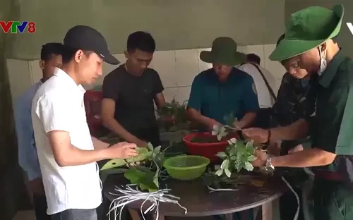 Quảng Nam: Trao sâm giống giúp người dân thoát nghèo