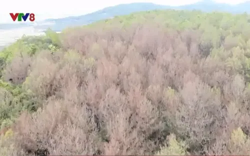 Sâu róm phá hại hàng nghìn hecta thông ở Hà Tĩnh