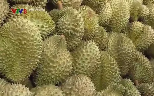 Đắk Lắk: Đảm bảo an toàn mùa sầu riêng