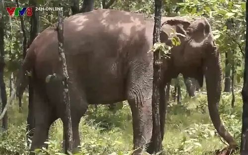 Ngôi nhà hạnh phúc của voi